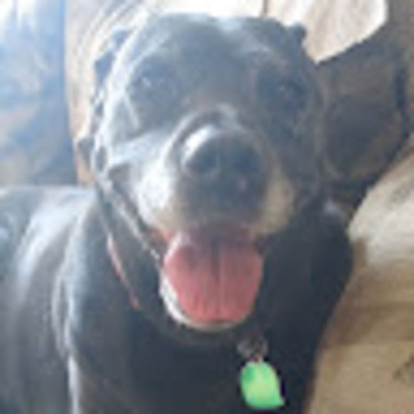 Meet your Posher, Delaney - Picture 1 of 1